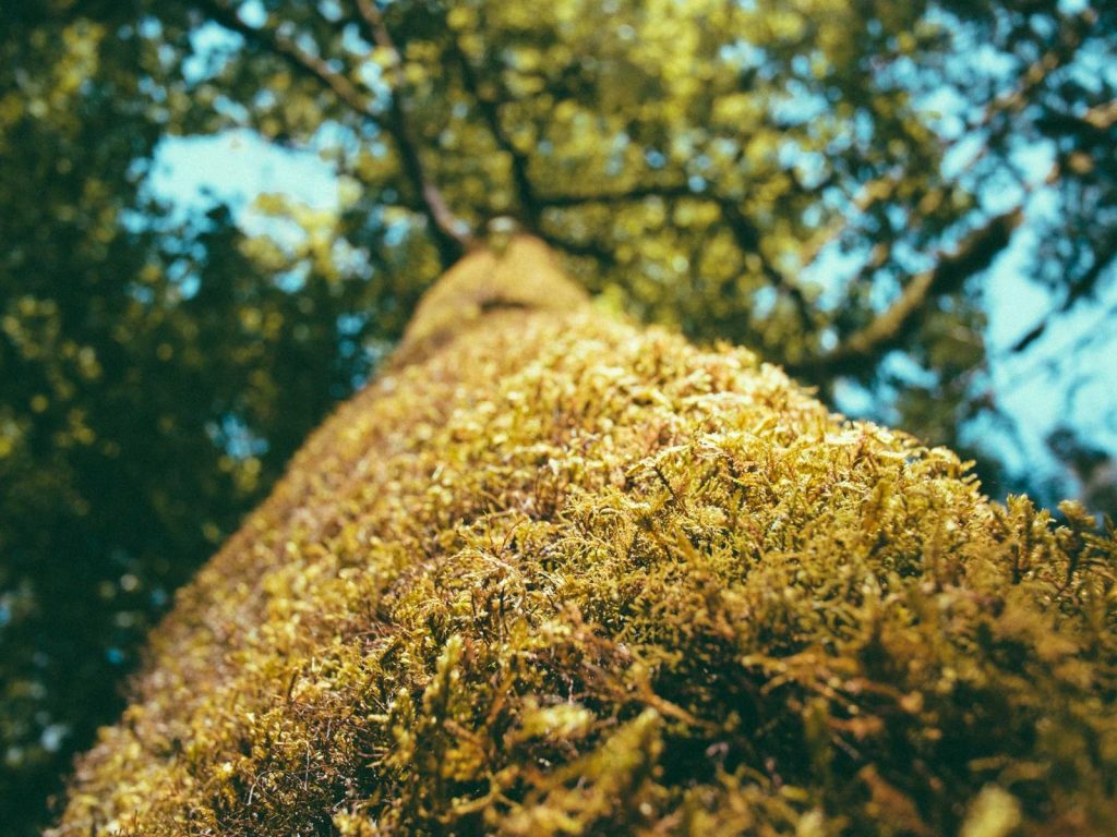 Sample gallery image